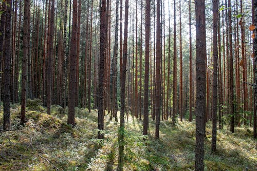 Fotobanka s bezplatnými fotkami na tému les, lesy, príroda