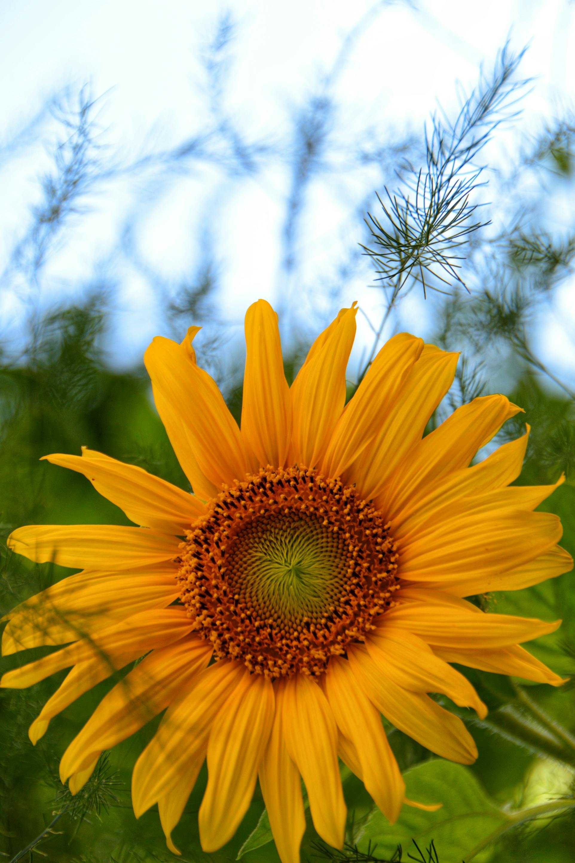 A Sunflower in Bloom · Free Stock Photo