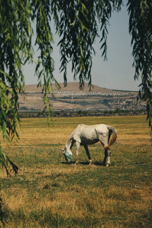 alan, arazi, at içeren Ücretsiz stok fotoğraf