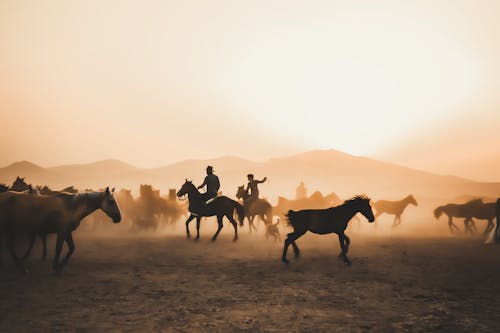 떼, 말, 바탕화면의 무료 스톡 사진