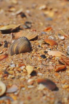 Detailed shot of various seashells scattered on a sandy beach surface.