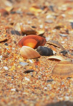 Close-up of colorful seashells scattered across a sandy beach. Perfect for coastal themed projects.