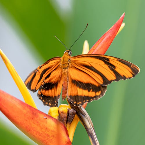 Butterfly on Heliconia flower