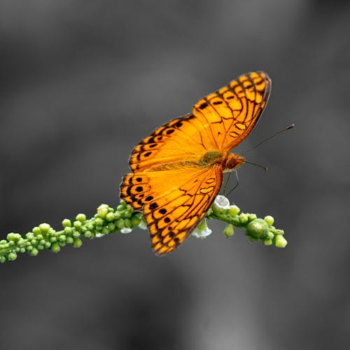 Butterfly on gray background