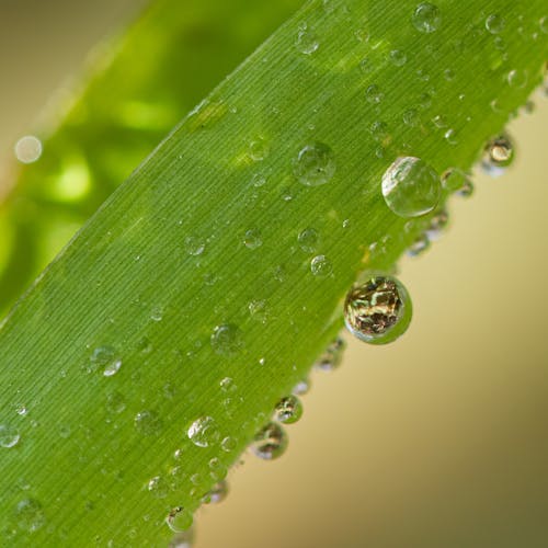 Forest floor through drops of water