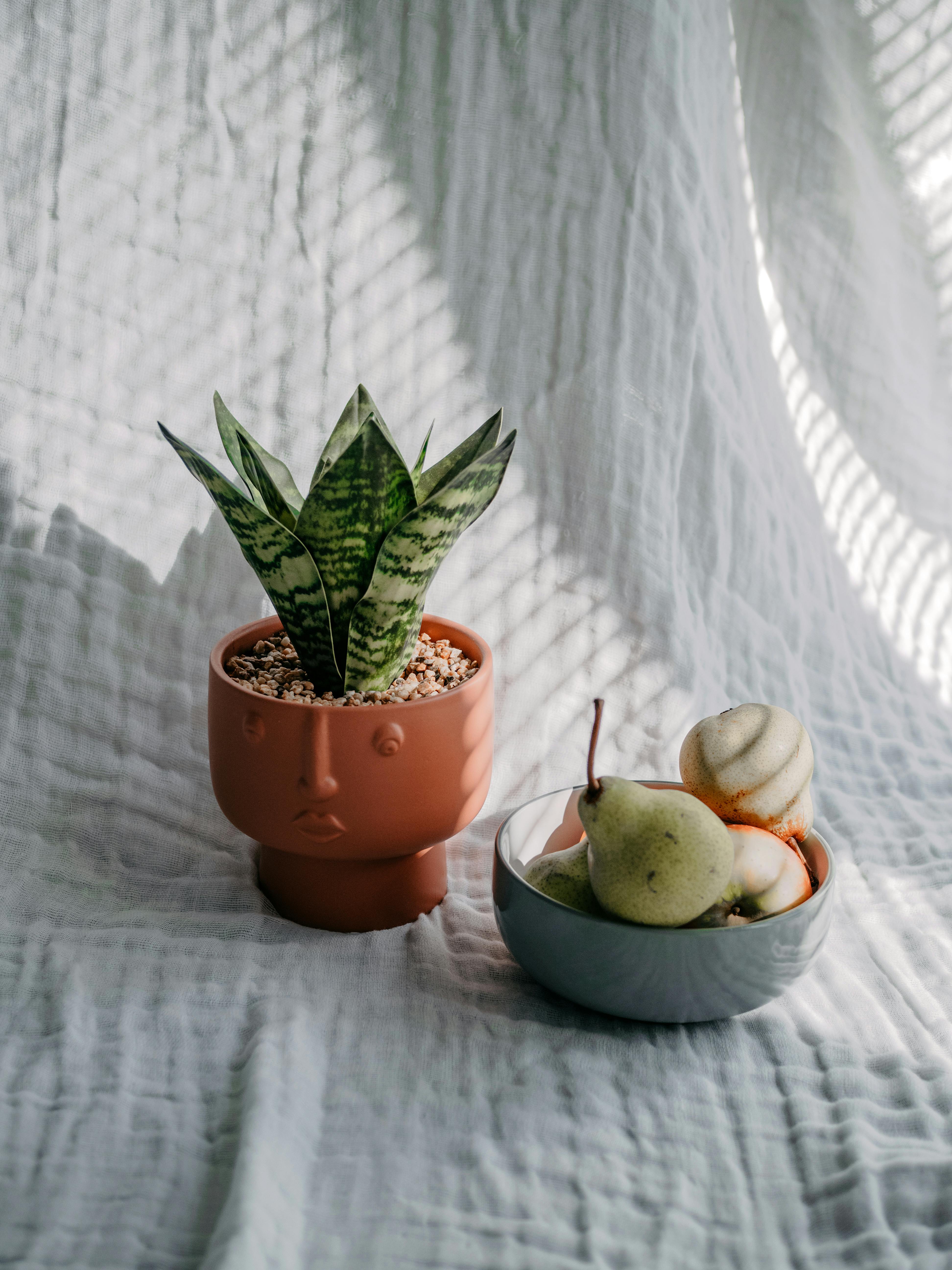 A decorative plant pot with snake plant beside a bowl of fruit on textured fabric, perfect for home decor inspiration.
