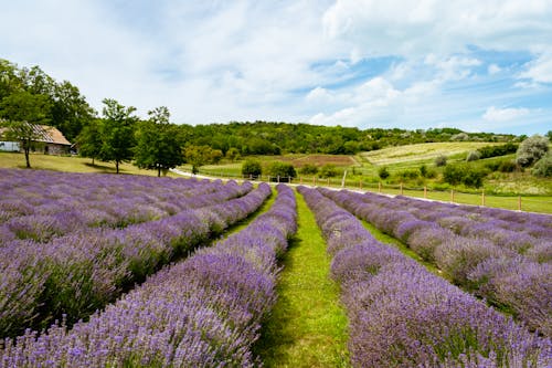 Free Lavender Field Under White Clouds Stock Photo
