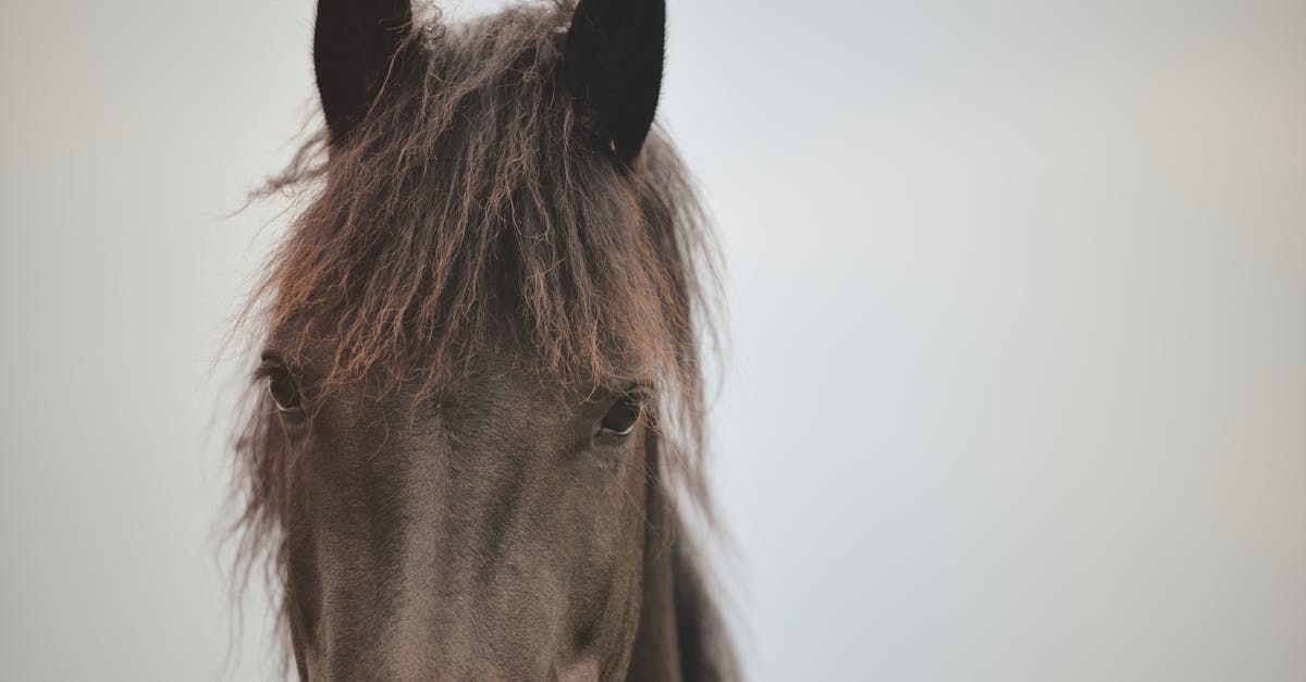 Free stock photo of horse, landscape, silence