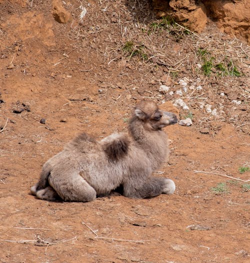 Young Camel Resting on the Ground