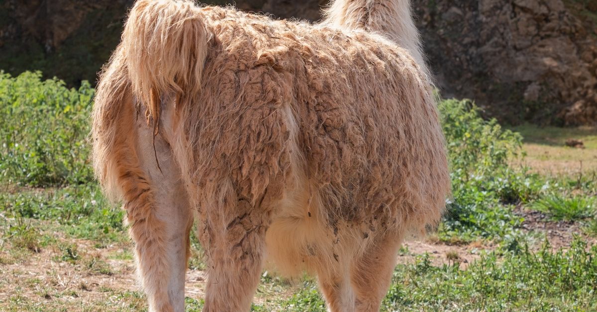 Sheep Rind Back Back View of Sheep · Free Stock Photo