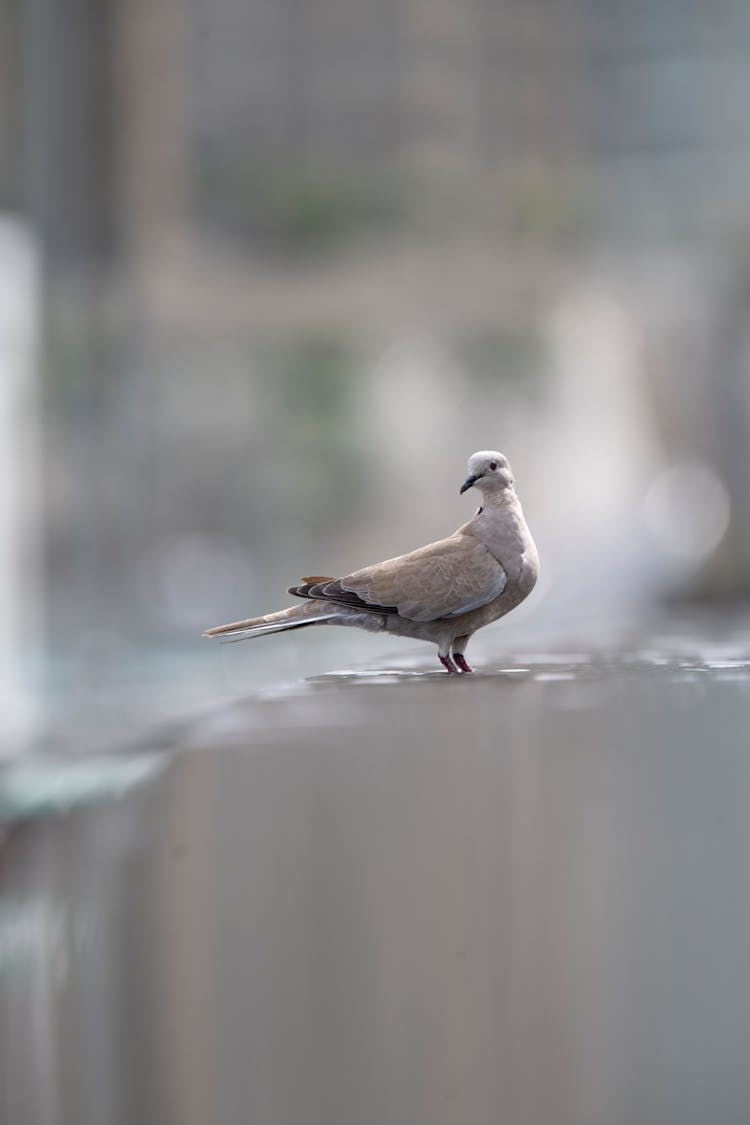 Bird In Close Up Photography