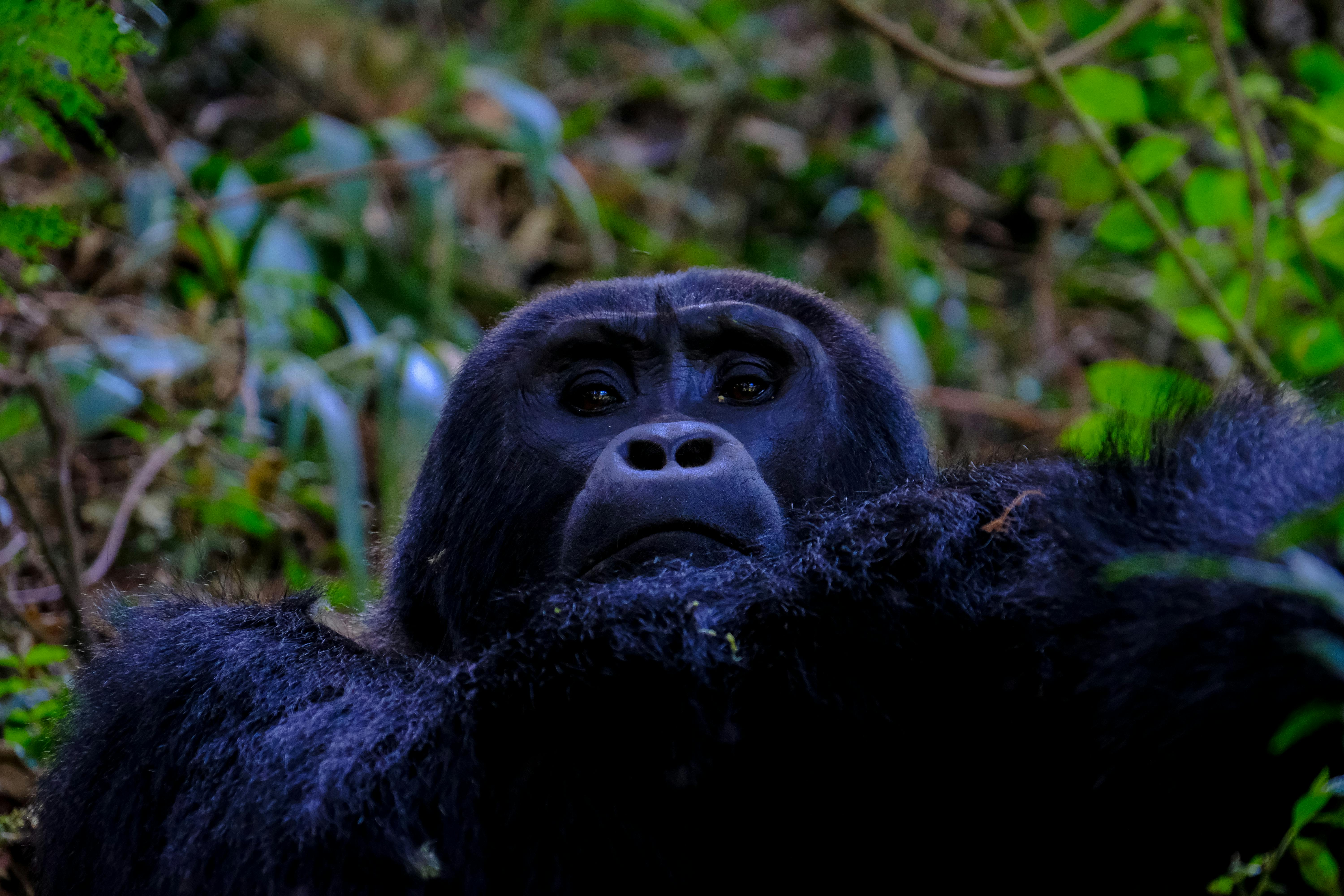  Black Orangutan   Free Stock Photo