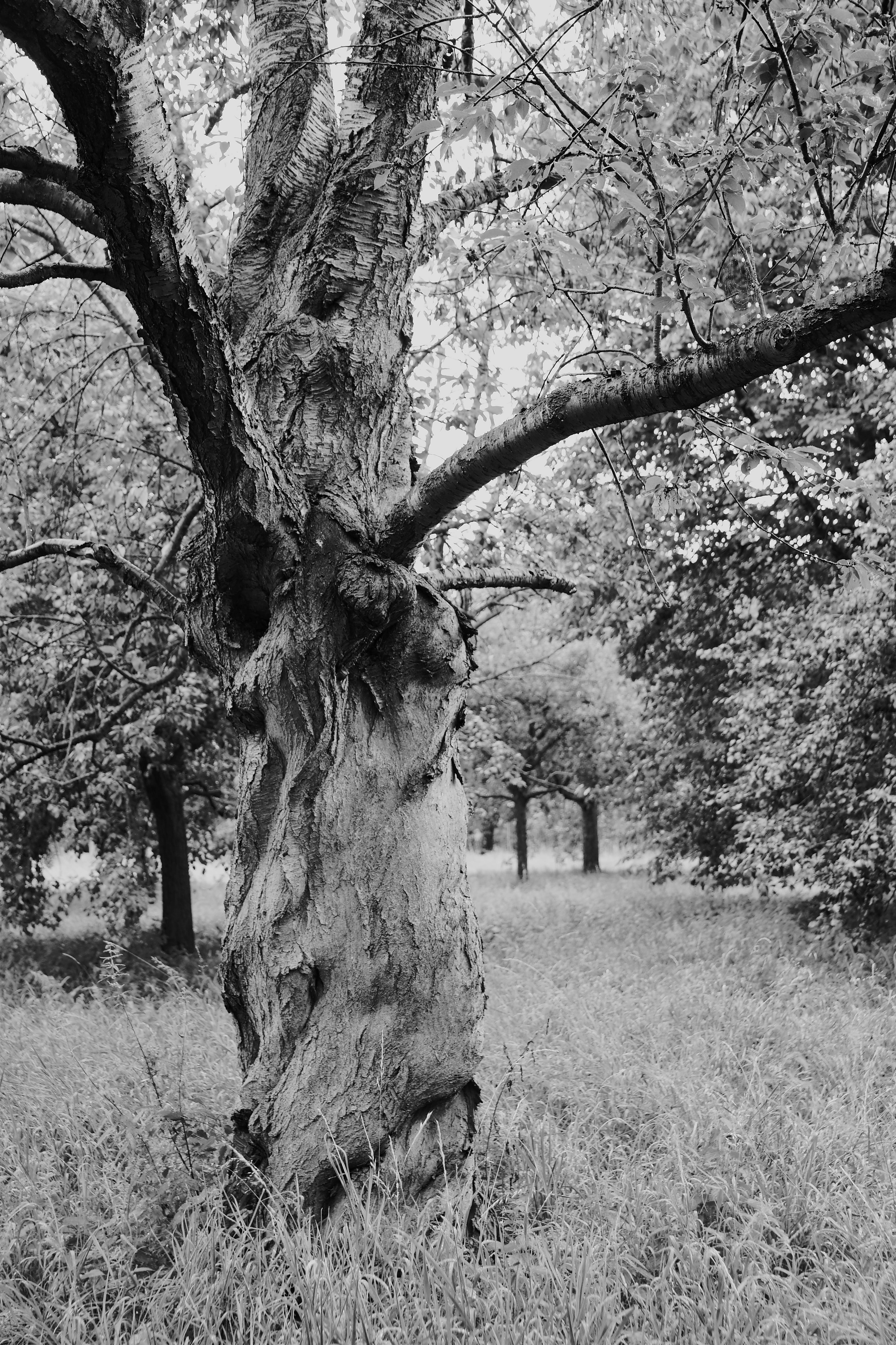 Black and white photo of an ancient tree in a field in Zwijndrecht, Belgium.