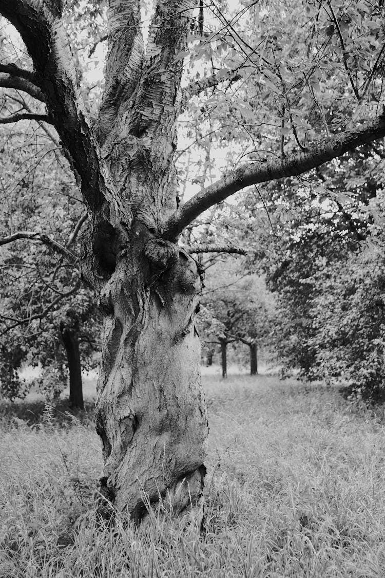Monochrome Photo Of An An Old And Dead Tree