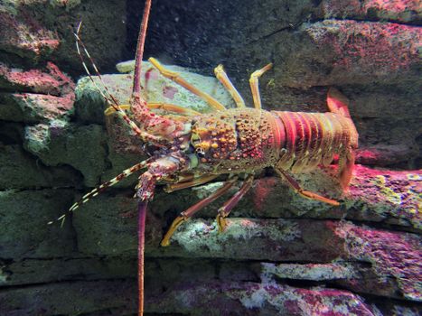 Detailed close-up of a spiny lobster resting on rocks underwater, highlighting its intricate texture.