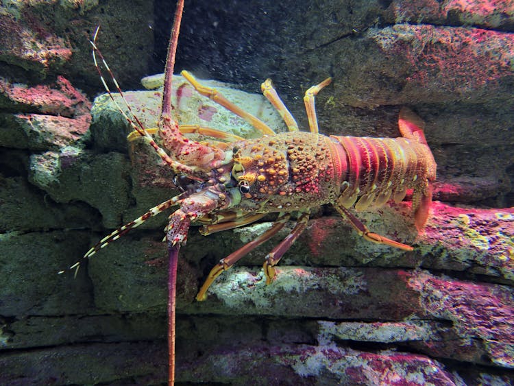 Close-up Photo Of A Lobster Underwater