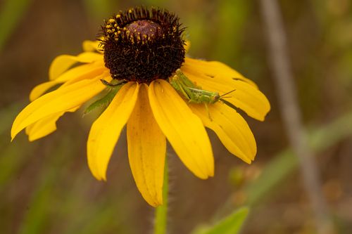 Free Close-up of a grasshopper resting on a Black-Eyed Susan flower. West Newton, MN. Stock Photo
