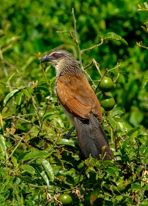Gratis Pájaro Marrón En Rama Foto de stock