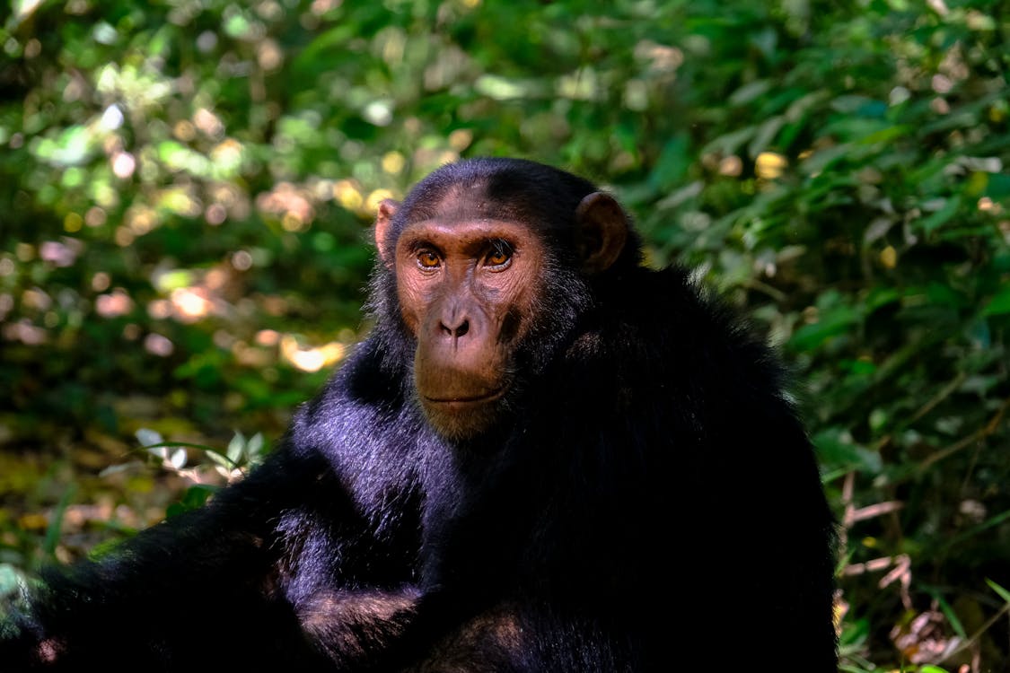 Fun, Cool, Interesting Trivia Facts about Chimpanzees