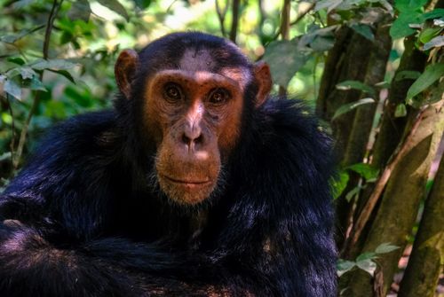 Free A captivating close-up of a chimpanzee amidst lush rainforest foliage, showcasing wildlife in natural habitat. Stock Photo