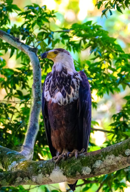 Free White and Brown Eagle Stock Photo