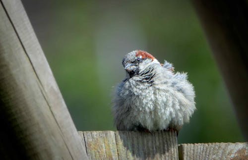 Close-Up Photo of a Gray Bird Perched on Wood