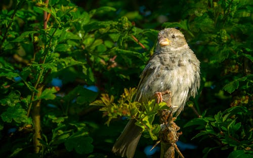 Gratis stockfoto met achtergrond, beest, bladeren