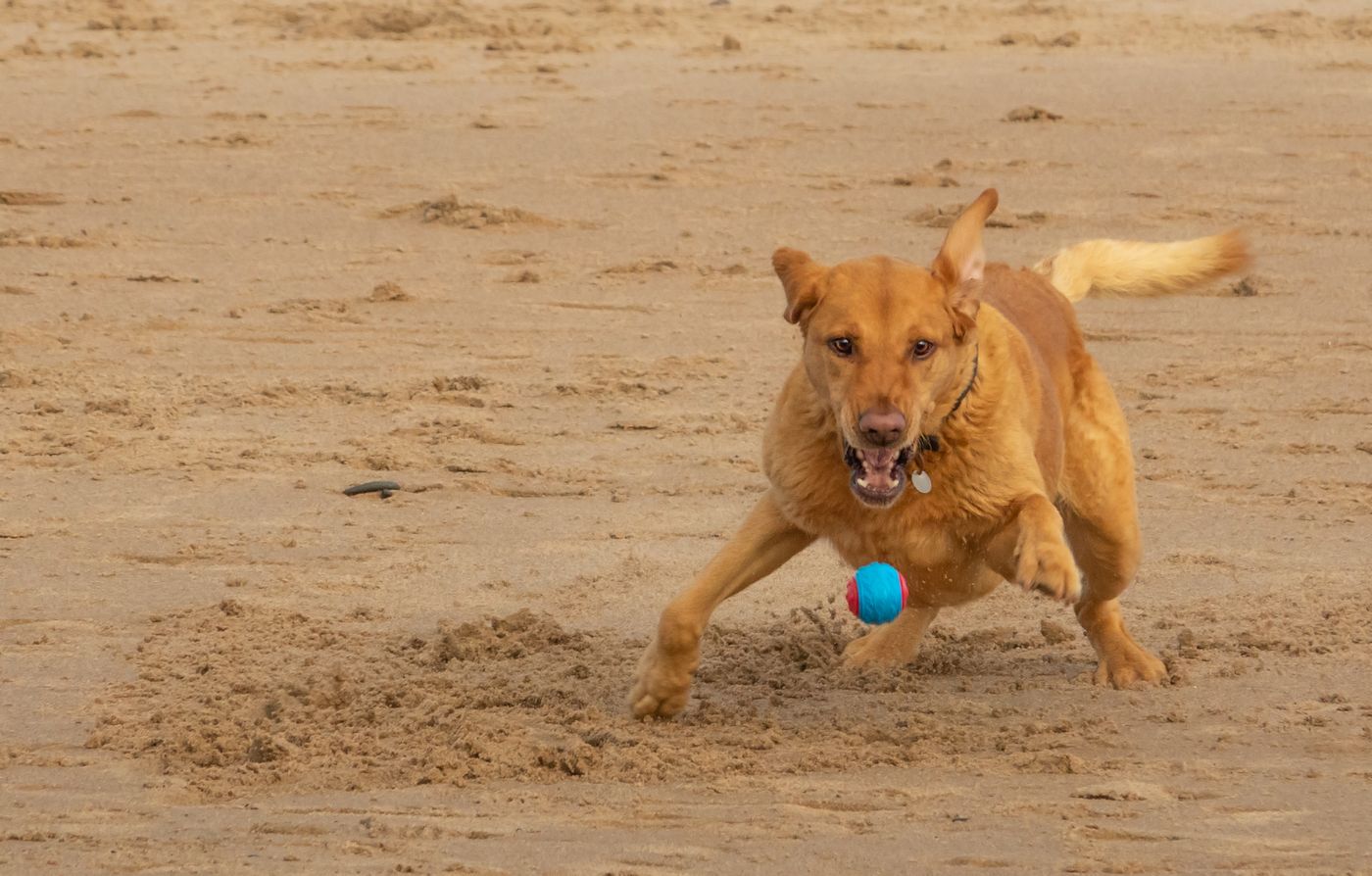 Hund leger med bold