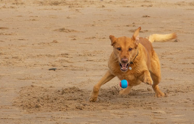 Dog Playing With Ball