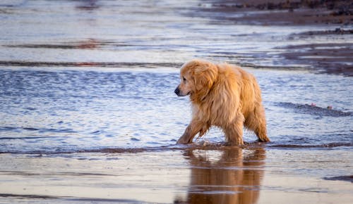 A Golden Retriever at the Beach 