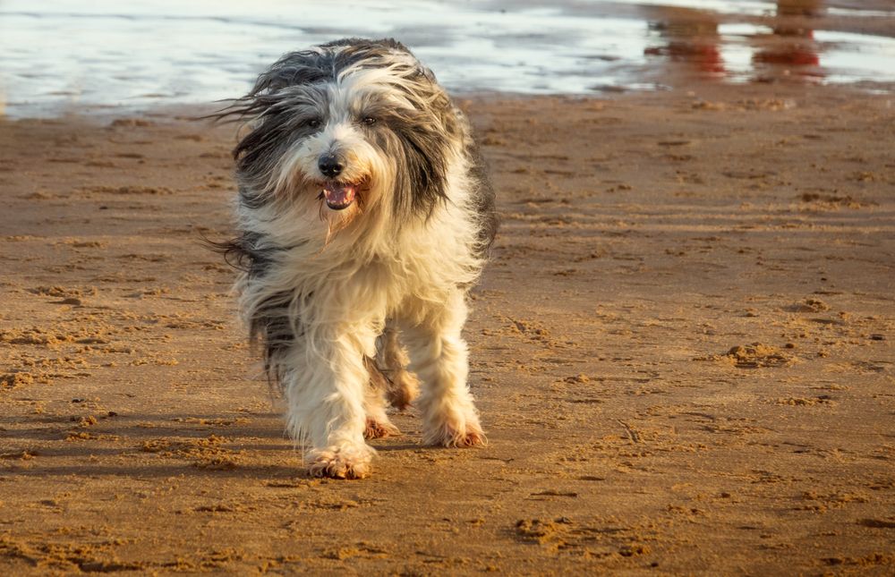 Bearded Collie, photo 2