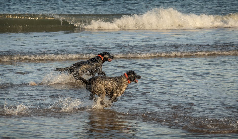 montrose dog beach with dogs playing in water - off leash dog park chicago montrose dog beach with dogs playing in water - off leash dog park chicago