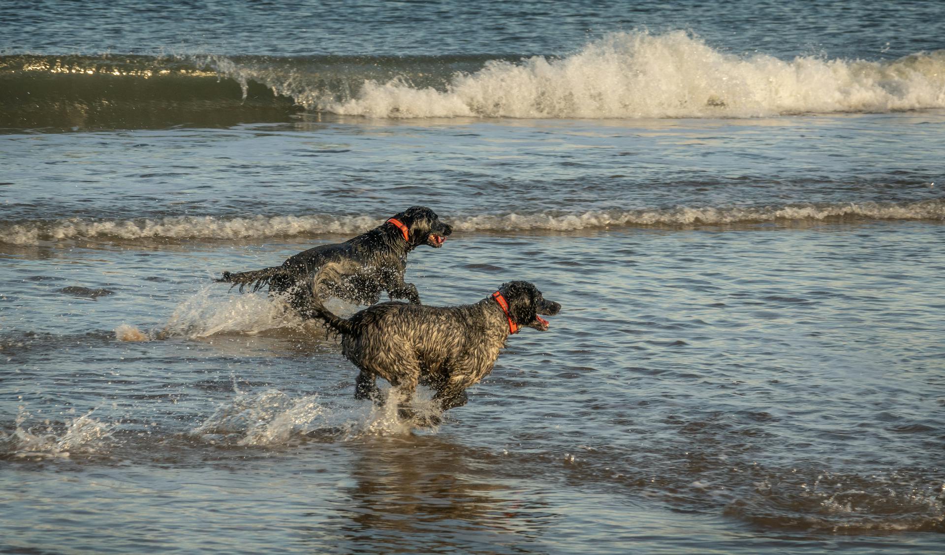 Dogs Running at the Beach