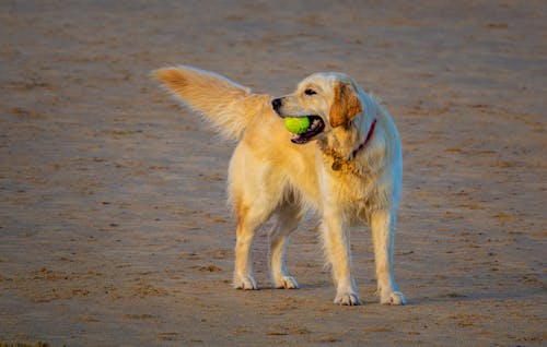 Dog with a Ball on a Beach 