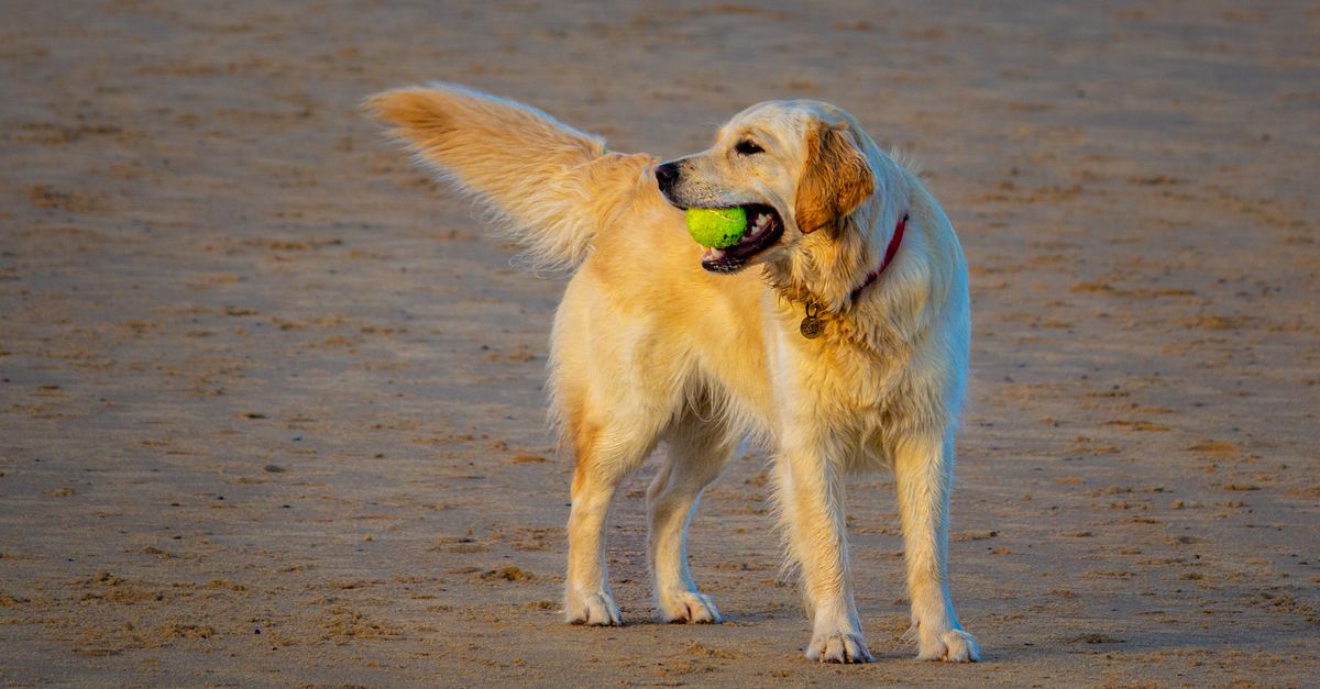 Why Your Dog's Obsession with Ball Retrieval Is a Problem (And How I Fixed My Ball-Obsessed Dog)