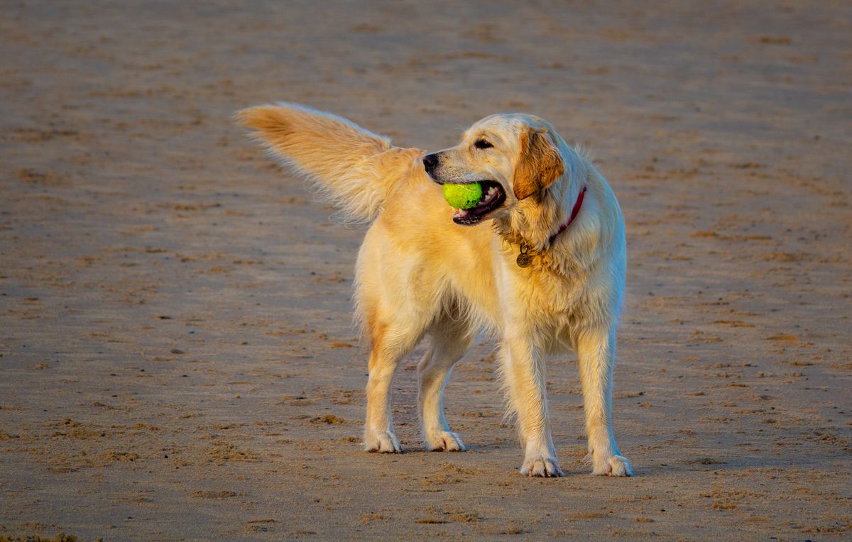 Chien joyeux remuant la queue dans un parc