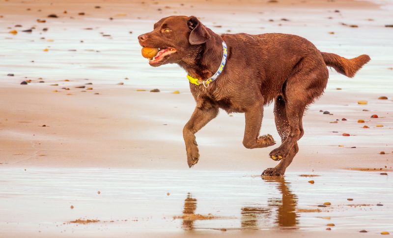 Hundespielzeug