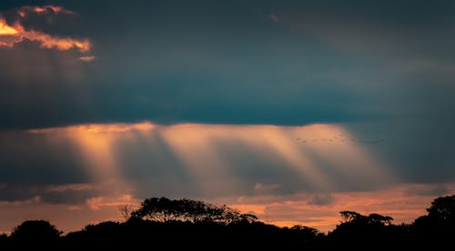 Безкоштовне стокове фото на тему «дерева, Захід сонця, знімок із дрона»