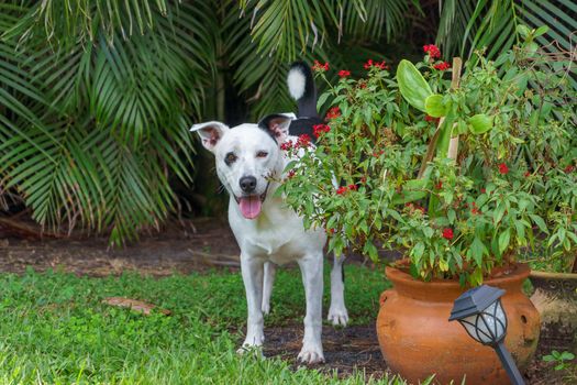 White Short Coated Dog on Green Grass Field