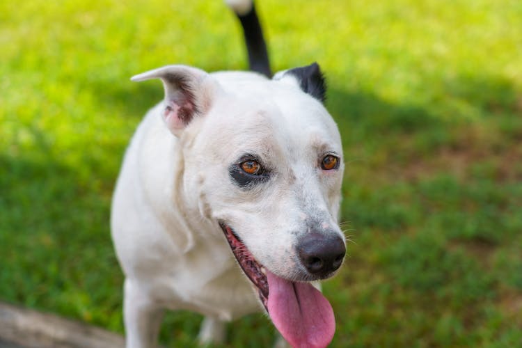 Close Up Photo Of A Pet Dog