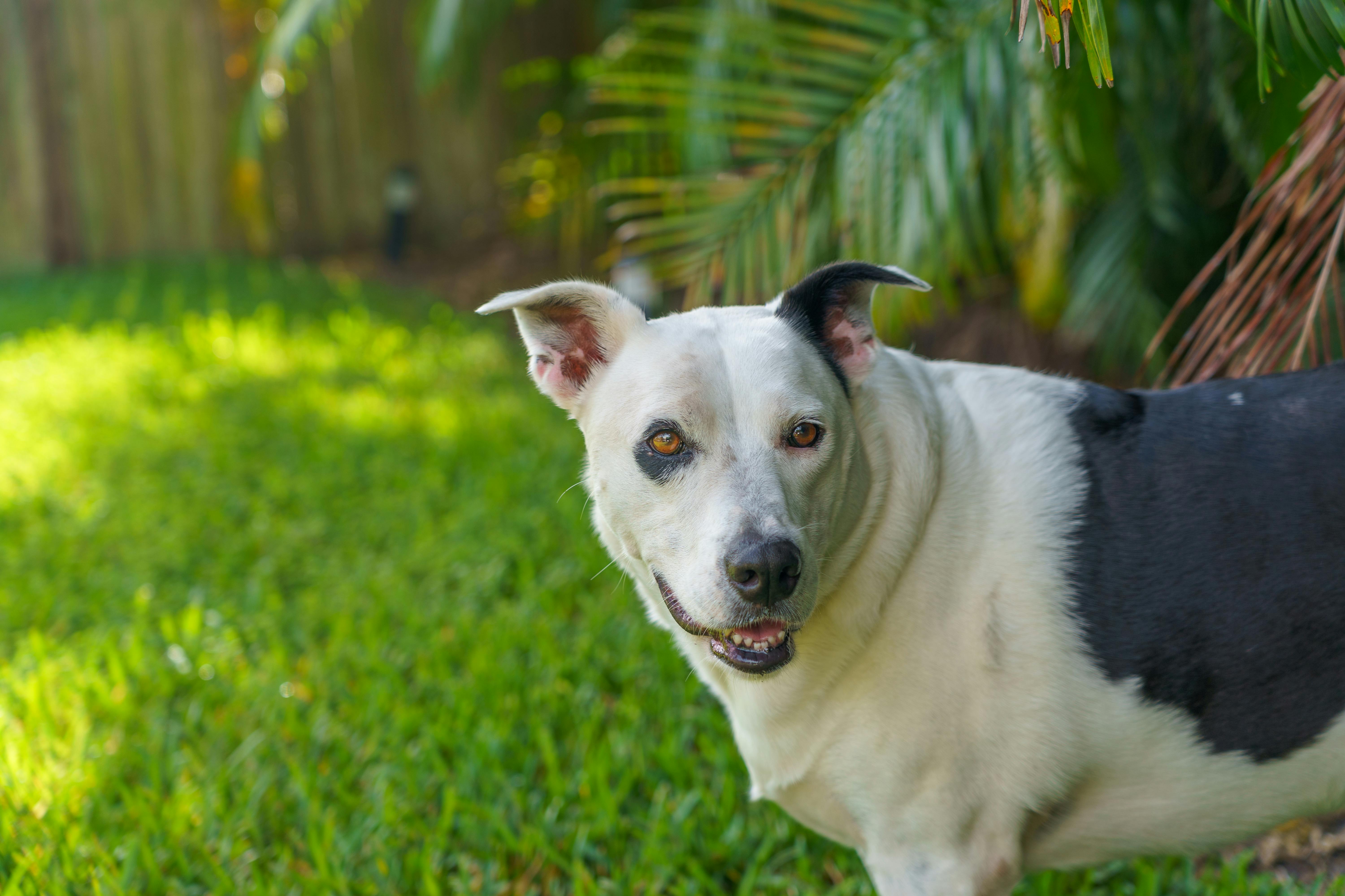 A playful black and white dog enjoying a sunny day in a lush backyard.