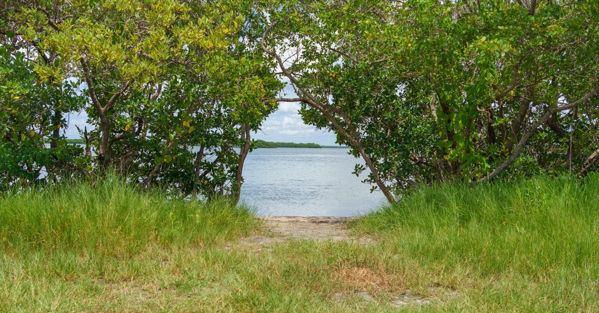 A serene path leads through lush trees to a calm sea under a clear sky.