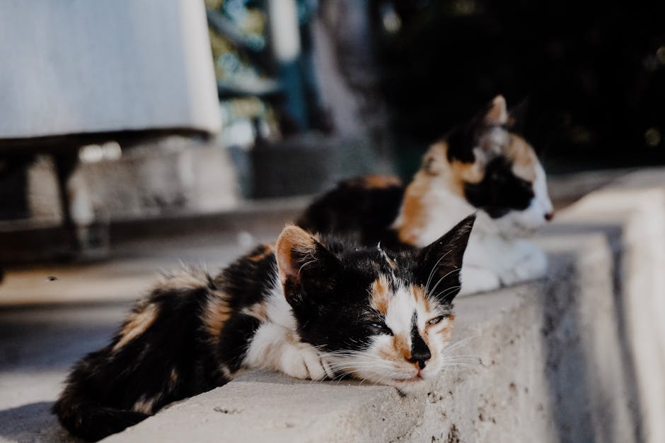 Kitten Lying on a Concrete Barrier