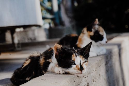 Free Two calico cats peacefully lounging on outdoor concrete steps in soft natural light. Stock Photo