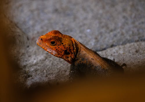 Selective Focus Photography Of Orange And Black Lizard 