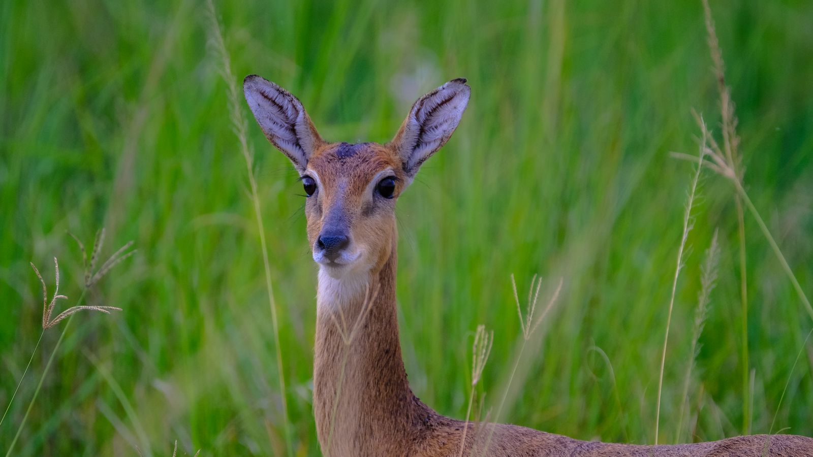 Deer, The Gambia