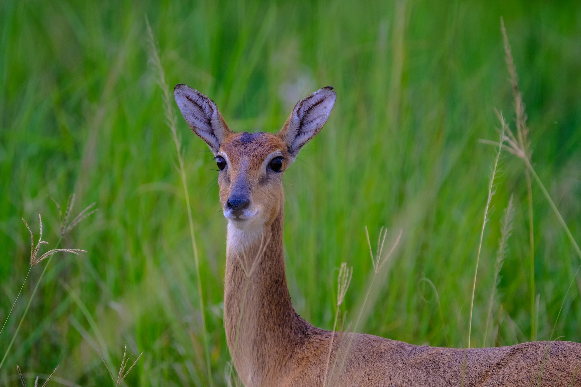 A young antelope stands alert in lush green grassland, showcasing wildlife beauty.