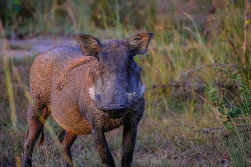 Foto d'estoc gratuïta de animal, animal salvatge, mamífer