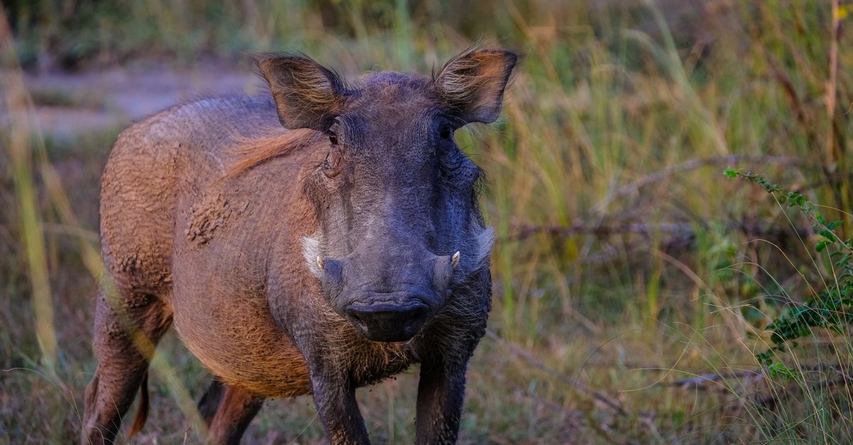 Viajero con eSIM para Botsuana durante un safari en el delta del Okavango