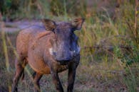 这是一幅疣猪在野草大草原上漫游的详细肖像